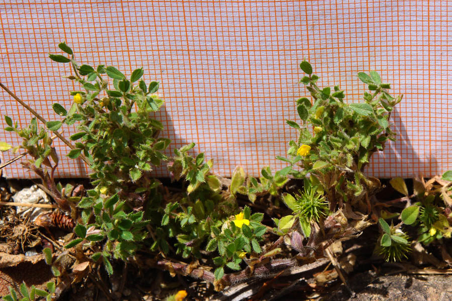 Medicago minima / Erba medica minima